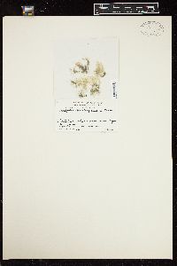 Cladophora gracilis f. expansa image