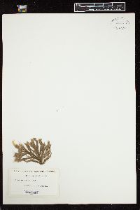 Cladophora rupestris image