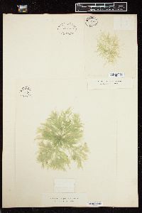 Cladophora sericea image