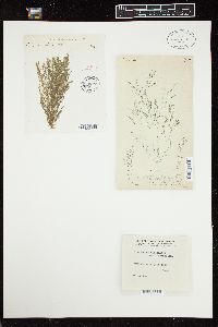 Cladophora utriculosa image