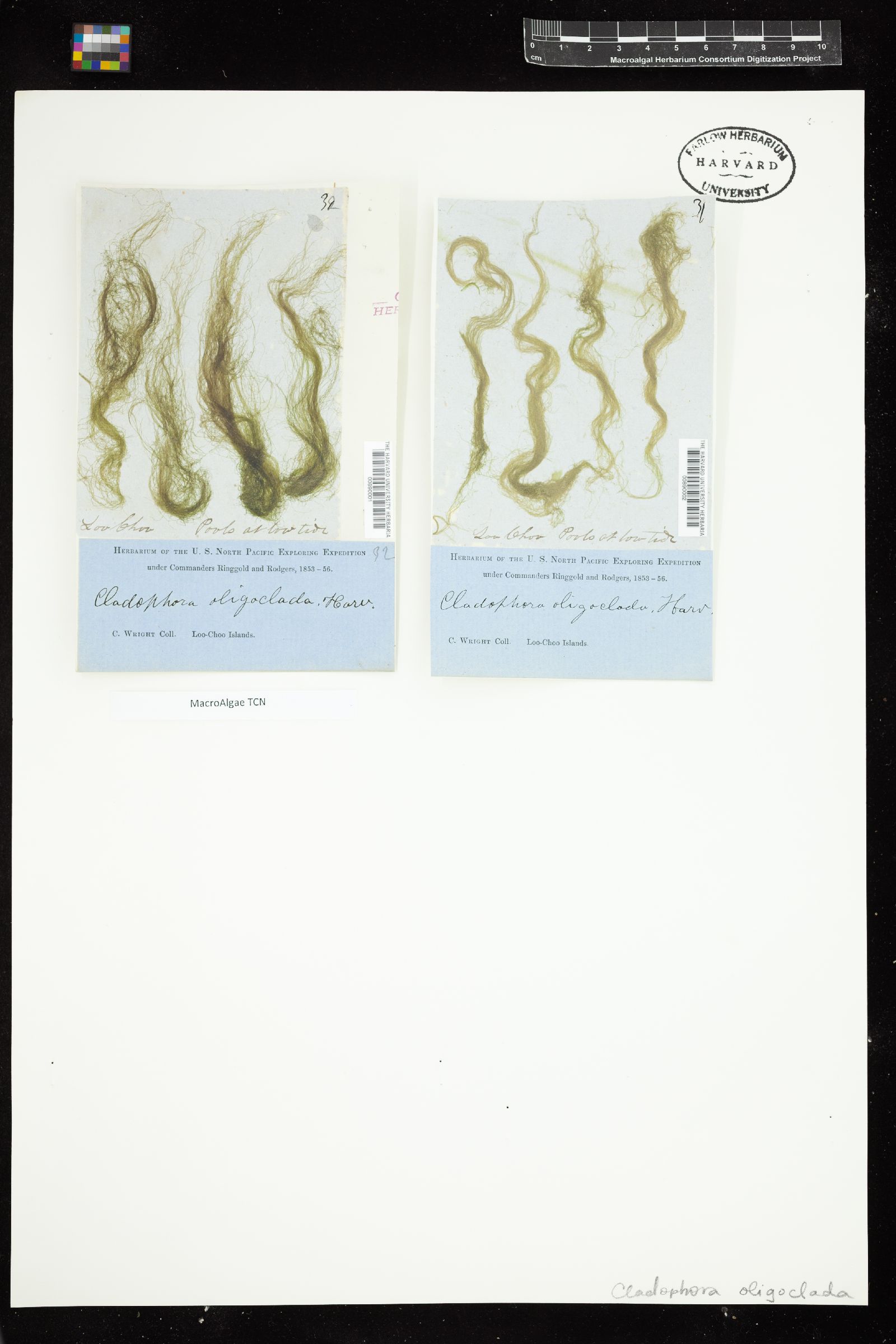 Cladophora oligoclada image