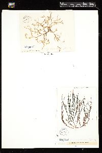 Hypnea charoides image