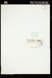 Cymatopleura solea var. apiculata image