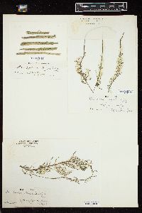 Chaetophora elegans image
