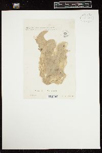 Cladophora flaccida image