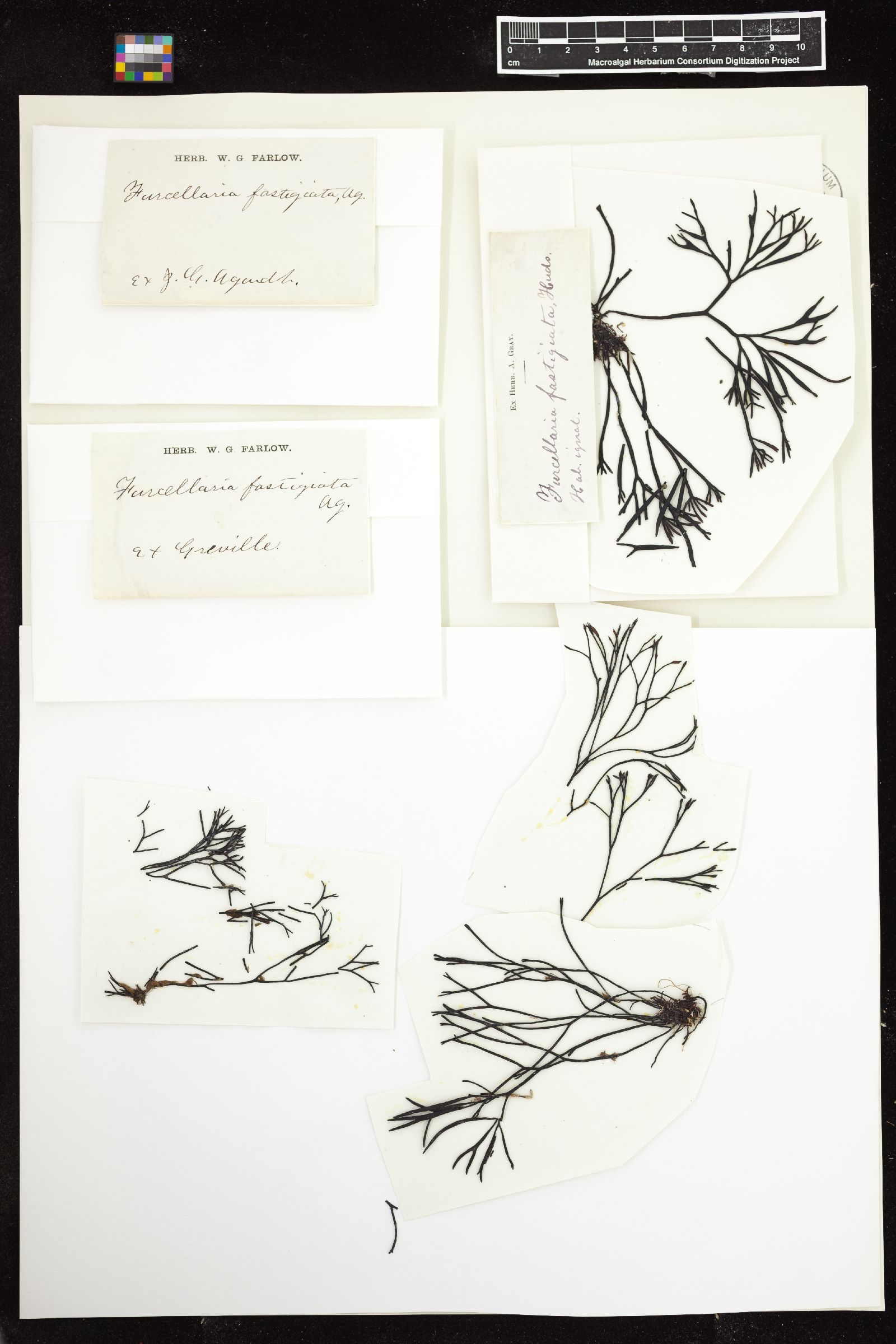 Furcellaria image