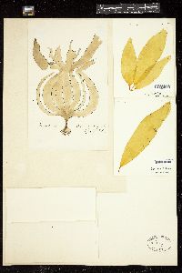 Laminaria digitata image