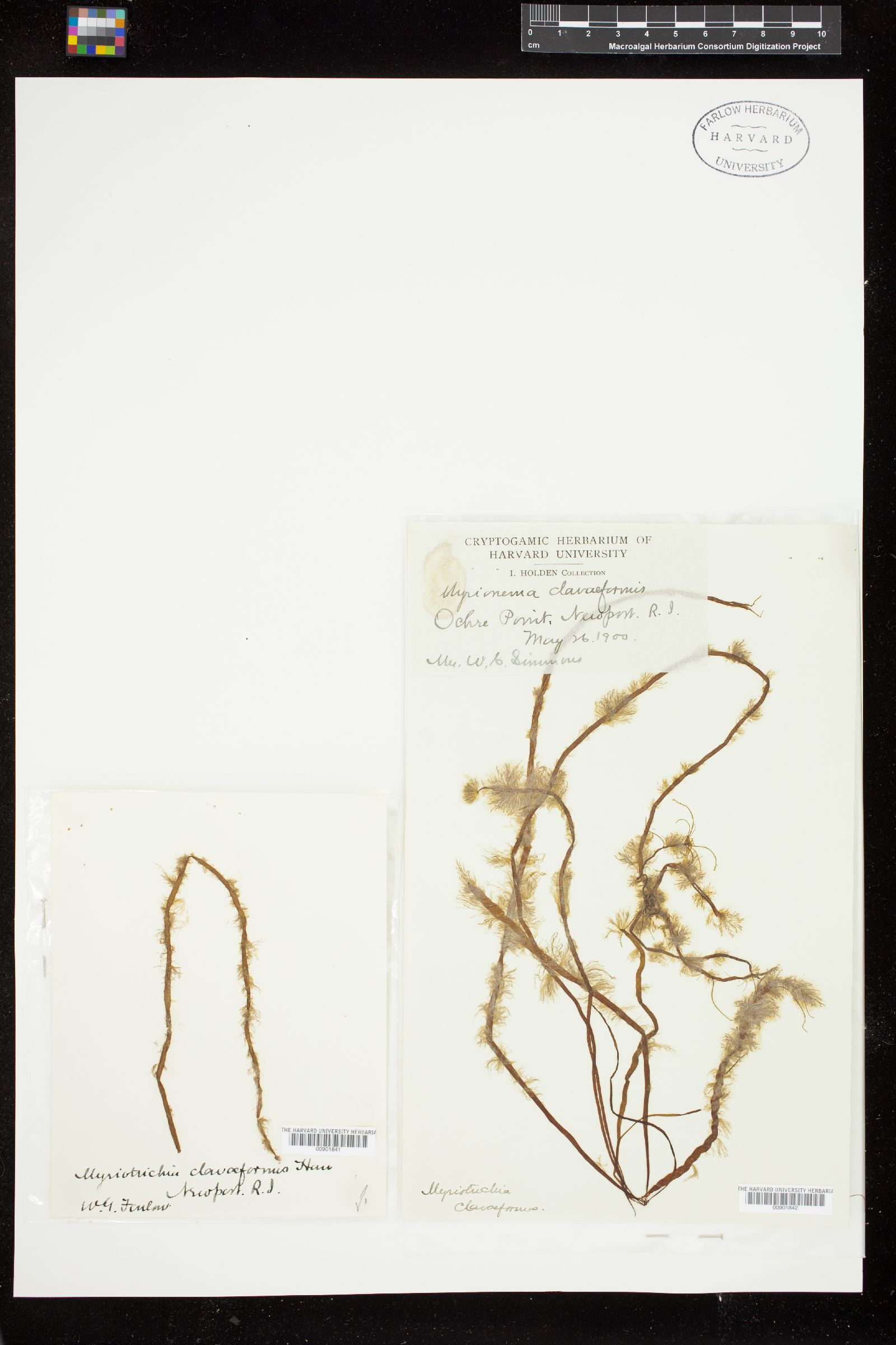 Myriotrichia clavaeformis image