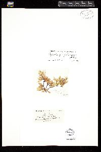 Phycodrys quercifolia image