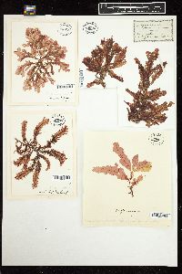 Phycodrys rubens image