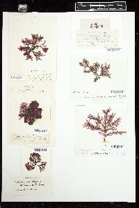 Plumaria plumosa image