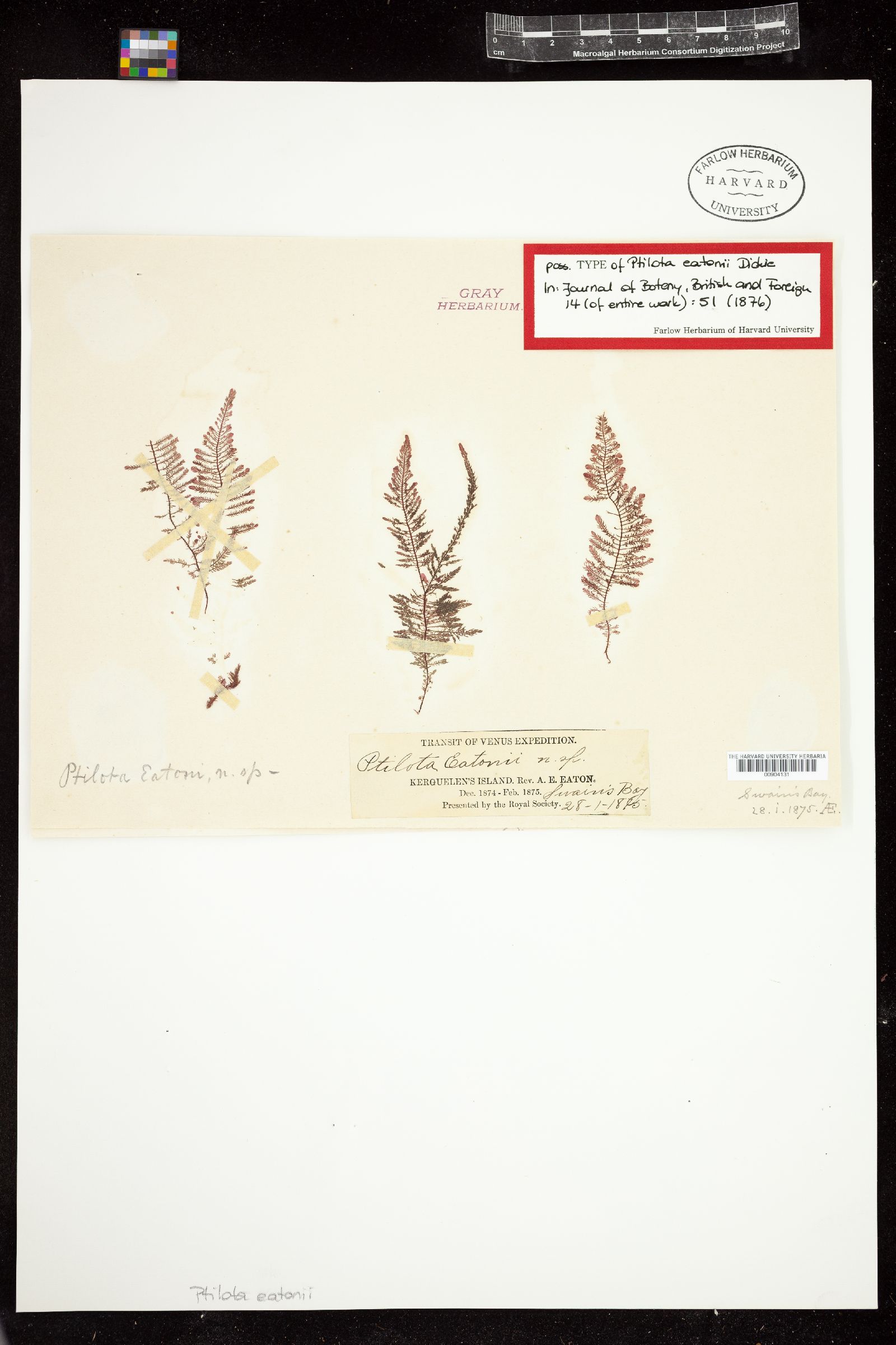 Plumariopsis image