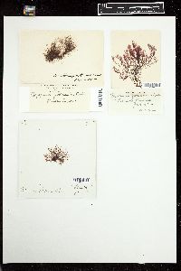 Polysiphonia foetidissima image