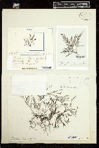 Polysiphonia fruticulosa image