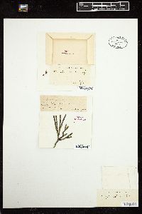 Placophora binderi image