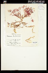 Plocamium brachiocarpum image