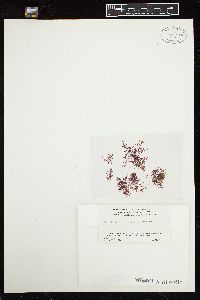 Gelidium sclerophyllum image