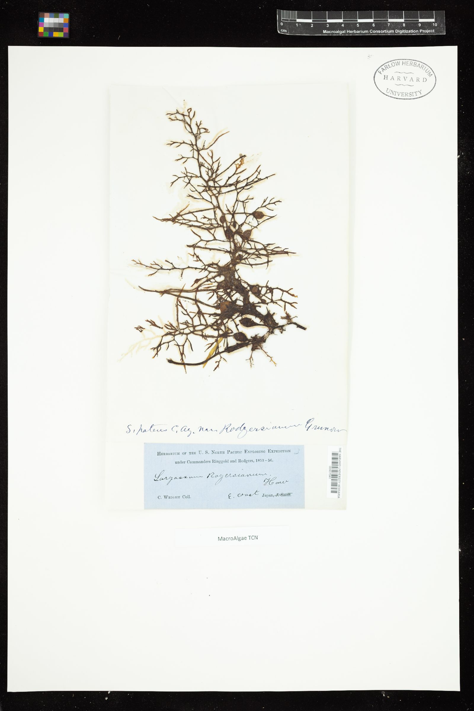 Sargassum patens var. rodgersianum image