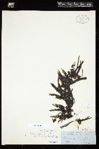 Sargassum longifolius image