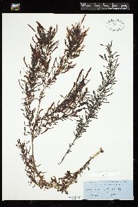 Sargassum horneri image