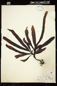 Eisenia arborea image