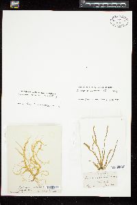 Eudesme virescens image