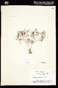 Pantoneura plocamioides image
