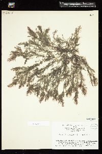 Picconiella plumosa image