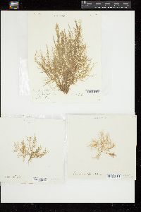 Sphondylothamnion multifidum image