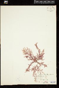 Spongoclonium brownianum image