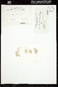 Spyridia aculeata image