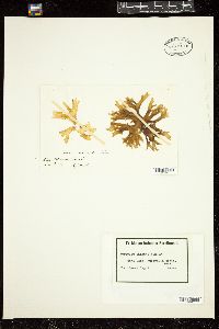 Image of Sarcodia palmata