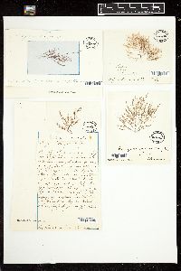 Polysiphonia arachnoidea image