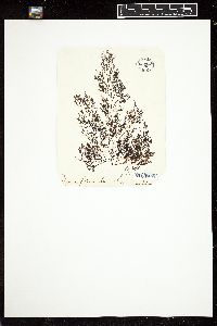 Polysiphonia virgata image