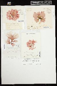 Haraldiophyllum bonnemaisonii image