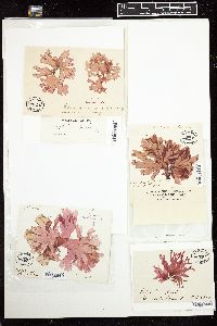 Erythroglossum laciniatum image