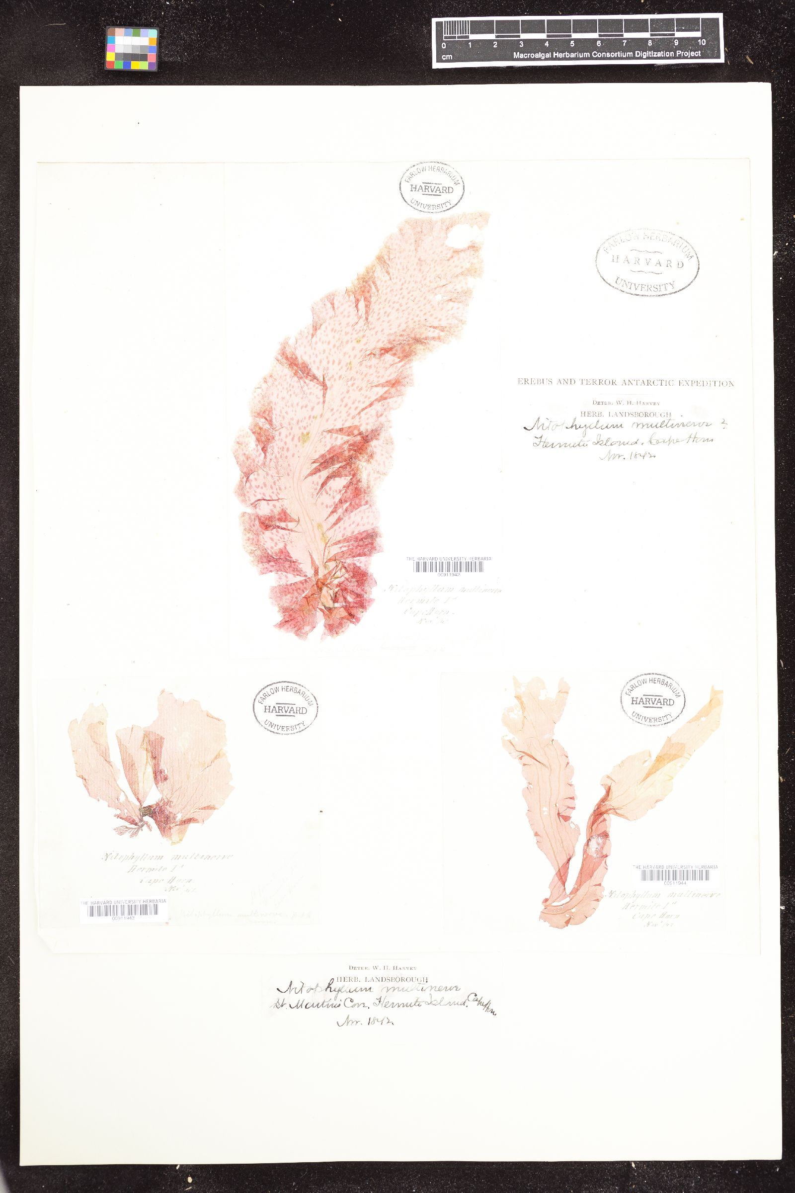 Schizoseris dichotoma image