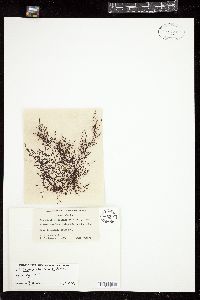 Pterosiphonia hamata image