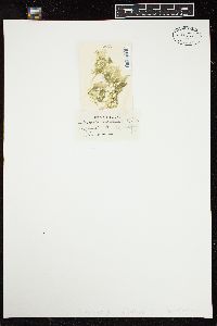 Ulva intestinalis f. cornucopiae image