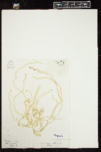 Enteromorpha procera image