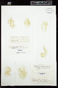 Rhizoclonium riparium var. implexum image