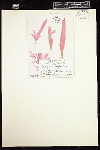 Kallymenia tenuifolia image