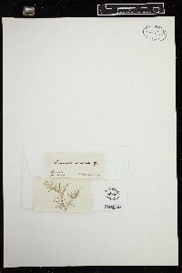 Caulacanthus ustulatus image