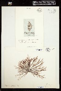 Polysiphonia polyspora image