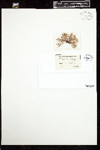 Polysiphonia pulvinata image