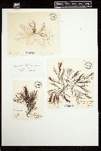 Polysiphonia subulifera image