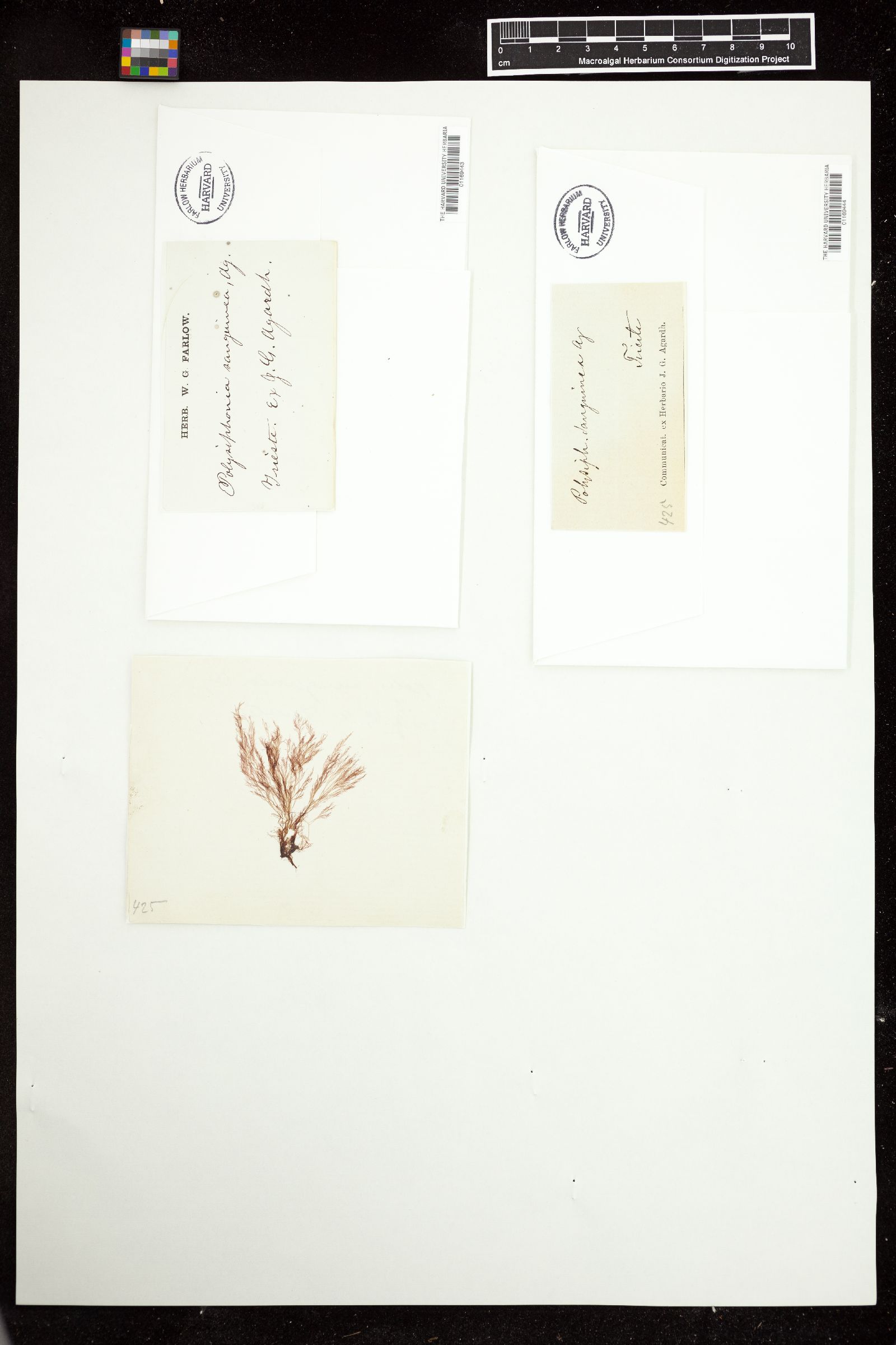 Polysiphonia sanguinea image