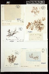 Polysiphonia spinosa image
