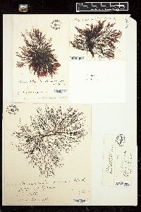 Polysiphonia tenuistriata image