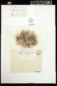 Polysiphonia tongatensis image